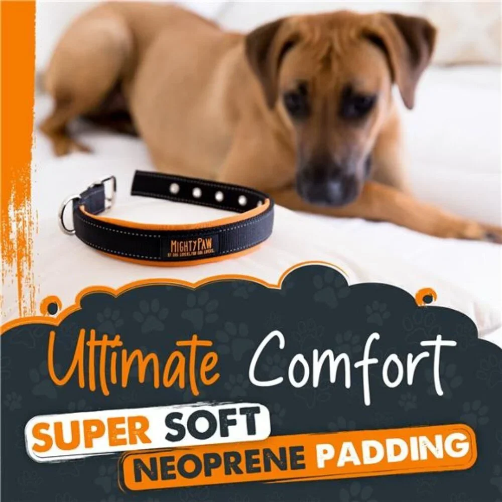 Sport Collar 2.0 | Soft Neoprene Padded Dog Collar for Maximum